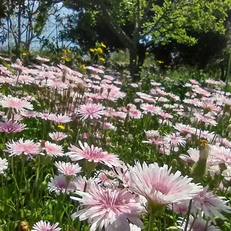 La Specchia - Dimore In Natura * Cisternino