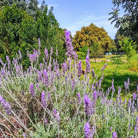 Apartman La Specchia - Dimore In Natura *