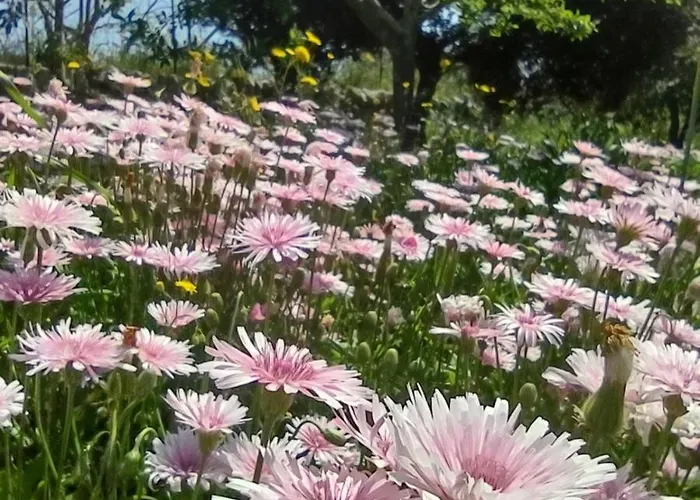 La Specchia - Dimore In Natura * Cisternino